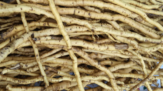 From Garden to Health: Uncovering the Health Benefits of White Ginger